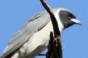 Masked Woodswallow (Artamus personatus)